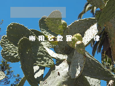 挪用公款罪辯護律師