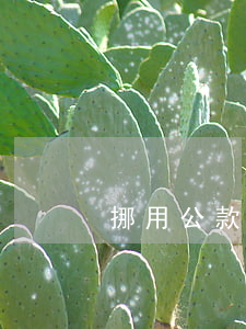 挪用公款罪辯護律師(挪用公款怎么定罪)