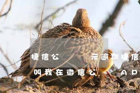 捷信公眾號顯示逾期(捷信逾期幾年了,委托方叫我在微信公眾號APP還款)
