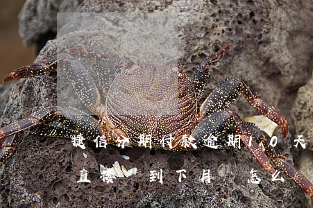 捷信分期付款逾期10天(捷信分期逾期一天直接歸到下月還怎么辦)