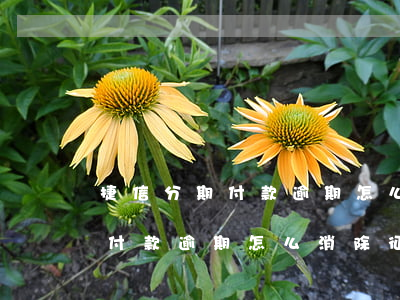 捷信分期付款逾期怎么消除征信-捷信分期付款逾期怎么消除征信記錄