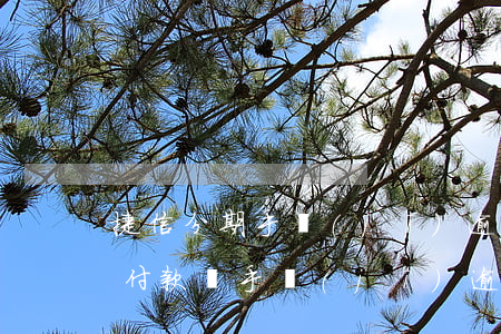 捷信分期手機(jī)逾期15天(捷信分期付款買手機(jī)逾期了幾個(gè)月怎么辦)
