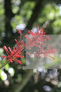 捷信分期最多逾期多久(捷信分期付款逾期后還款了多長時間能在分期)