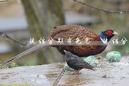 捷信分期有免息嗎（捷信分期免息嗎）