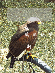 捷信分期逾期被法院傳票真的假的-捷信分期還不上收到法院傳票會(huì)有什么后果