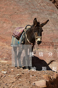 捷信分期逾期超過一萬會上門嗎-捷信分期逾期超過一萬會上門嗎是真的嗎