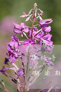 捷信手機分期逾期八年要還多少(捷信手機分期逾期八年要還多少利息)