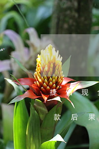 捷信现金贷逾期还款后果(捷信现金贷逾期还款后果)