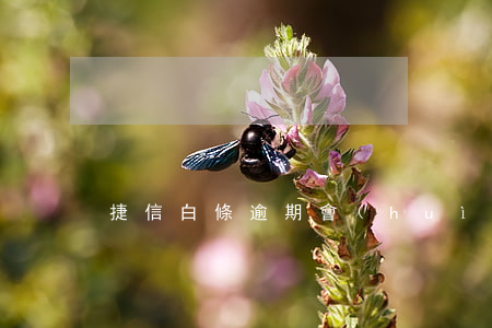 捷信白條逾期會(huì)怎樣