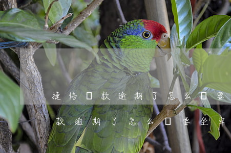 捷信貨款逾期了怎么辦要坐牢多久-捷信貨款逾期了怎么辦要坐牢多久才能貸款