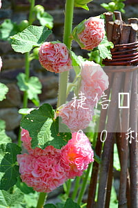 捷信貸款3萬利息怎么算(捷信金融貸款3000利息多少)
