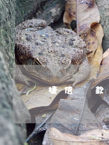 捷信貸款上傳憑證怎么寫