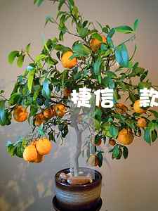 捷信貸款上傳憑證是什么(貸款上傳用途憑證)