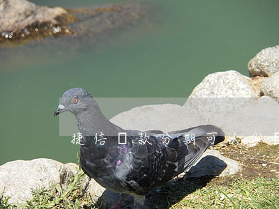 捷信貸款分期可以少還嗎(捷信分期利息高嗎)