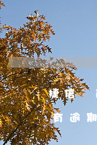 捷信貸款分期逾期四個(gè)月(捷信分期有逾期上征信了多長(zhǎng)時(shí)間可以貸款)