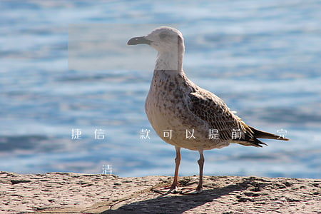 捷信貸款可以提前還完嗎(捷信貸款怎么提前還清)