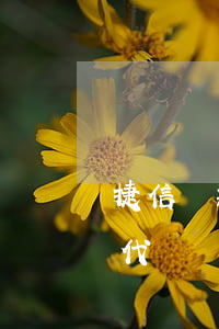 捷信貸款合同能不能代簽(捷信貸款別人可以代還嗎)