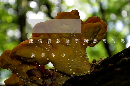 捷信貸款屬于利息高的嗎(捷信貸款靠譜嗎?利息是多少?)