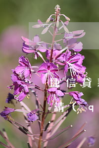 捷信貸款延期多少會(huì)做牢(捷信申請(qǐng)延期還款可以延期多久)