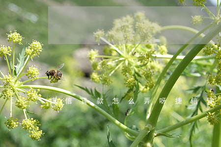 捷信貸款怎么弄呀(捷信貸款怎么借錢)