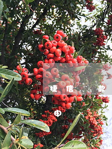 捷信貸款手機(jī)訂單號在哪(捷信貸款申請熱線電話)