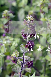 捷信貸款最后一期怎么還(捷信還款后多久可以再次借款)