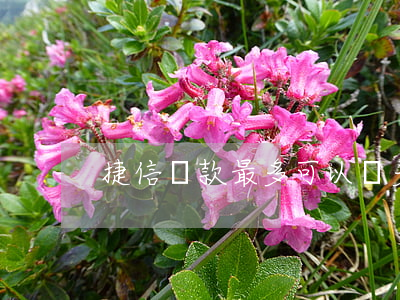 捷信貸款最多可以貸多少(捷信貸款利率多少)