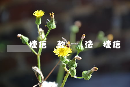 捷信貸款會違法嗎(捷信貸款合法嗎?)