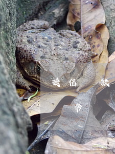 捷信貸款服務(wù)器響應(yīng)異常