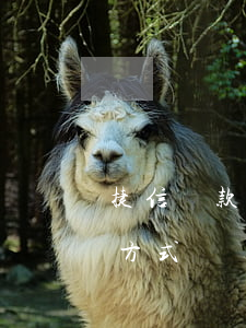 捷信貸款用微信怎么還款(捷信貸款怎么還款方式)