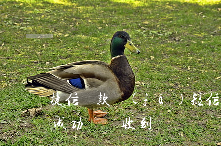 捷信貸款發(fā)短信沒收到錢(捷信貸款成功卻沒收到錢)