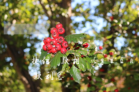 捷信貸款相關(guān)金融(捷信金融貸款利息)