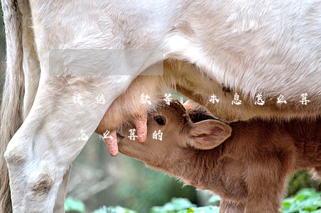 捷信貸款等額本息怎么算(捷信貸款的利息是怎么算的)