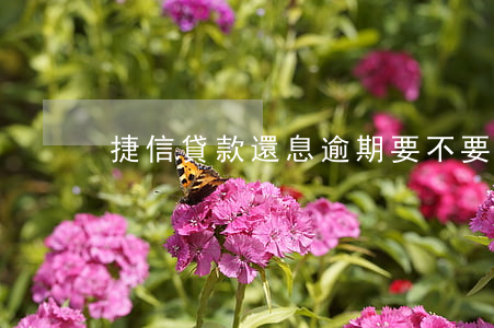 捷信貸款還息逾期要不要上征信-