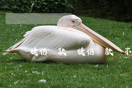 捷信貸款還，捷信貸款還不起了怎么辦
