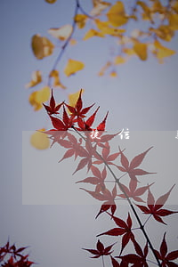 捷信貸款需要交印花稅嗎