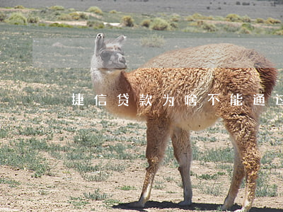 捷信贷款为啥不能通过啊