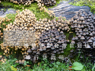 捷信贷款会放款到钱包吗(有捷信贷款还能在银行贷款吗)