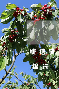 捷信贷款分期可以贷多少(捷信分期支持什么银行)