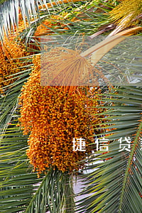 捷信贷款年化综合息费率(捷信年率利多少)