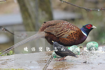 捷信贷款怎么弄呀(捷信贷款怎么借钱)