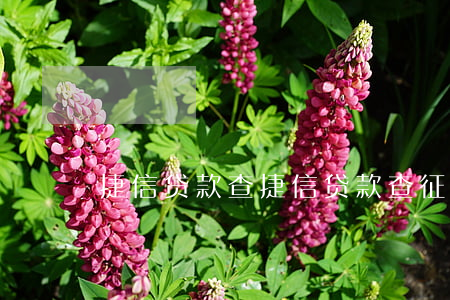 捷信贷款查，捷信贷款查征信还是查大数据