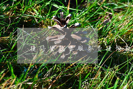 捷信贷款要服务费(捷信能贷款吗急用)