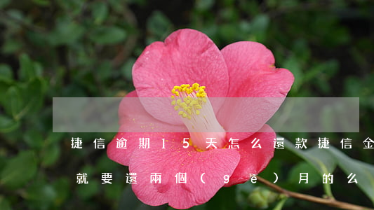 捷信逾期15天怎么還款(捷信金融逾期一天就要還兩個(gè)月的么?)