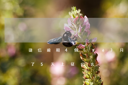 捷信逾期4個(gè)月上征信嗎(捷信晚還了5天上征信么)