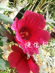 捷信逾期一年被起诉怎么办(捷信欠款20000逾期一年有没有被起诉的)