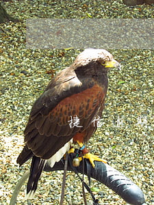 捷信逾期一次有人下款嗎