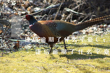 捷信逾期了什么平臺(tái)還可以借錢-捷信逾期了什么平臺(tái)還可以借錢呢