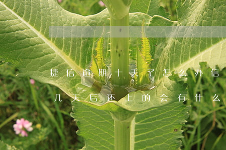 捷信逾期十天了怎么办信用卡-捷信逾期十几天后还上的,会有什么影响吗