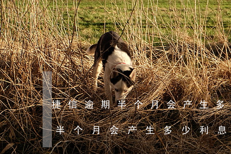 捷信逾期半个月会产生多少利息-捷信逾期半个月会产生多少利息呢